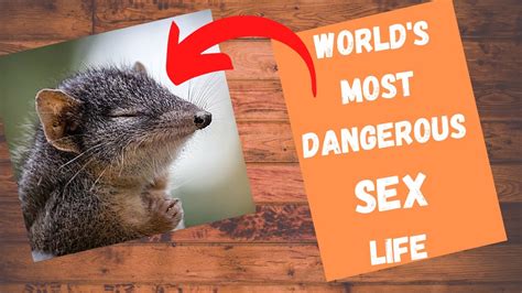 most horny animals|The Top 10 Horniest Animals 